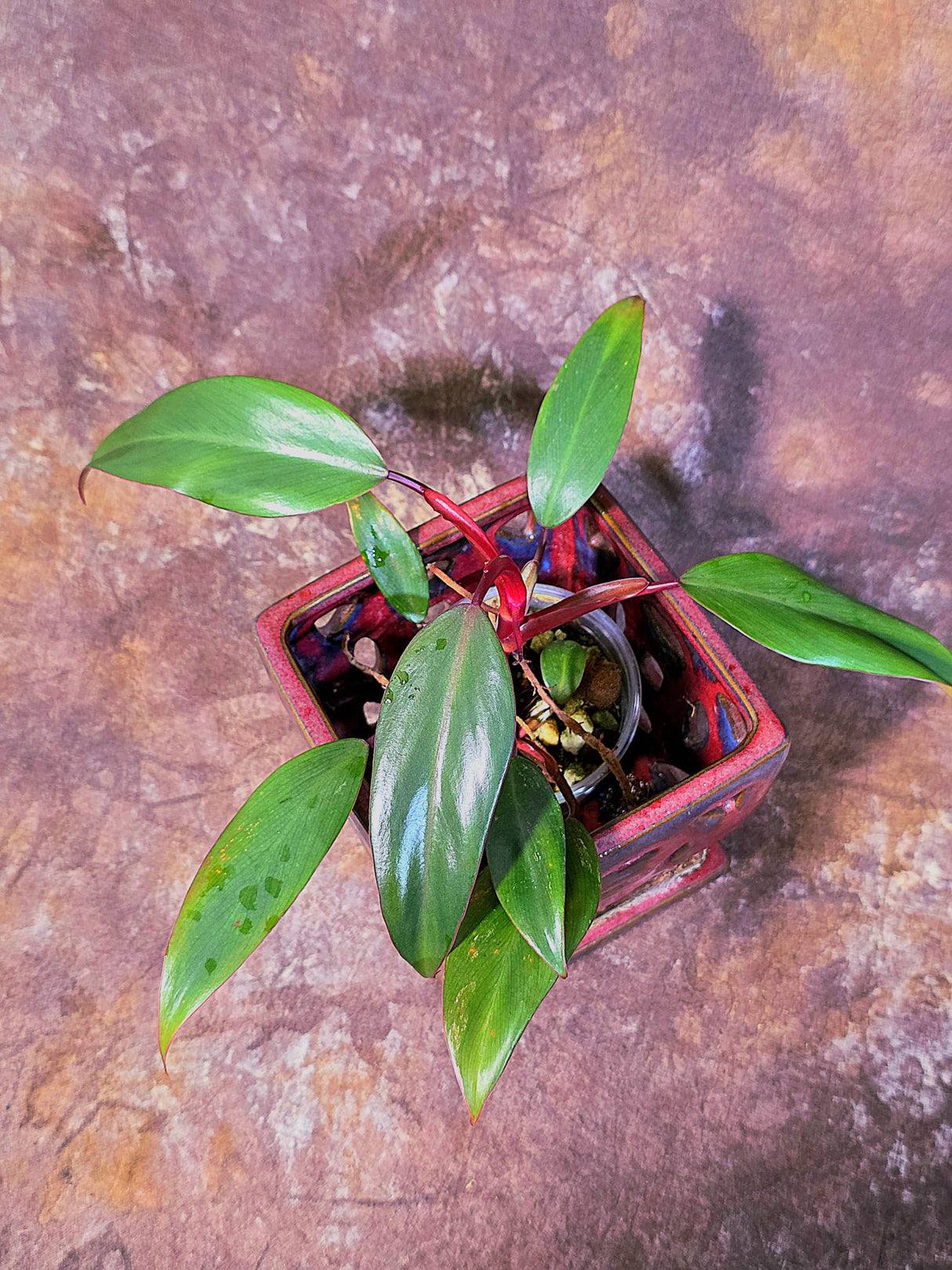 Reverted Philodendron Strawberry Shake - Live Exact Plant - (May-29-49)