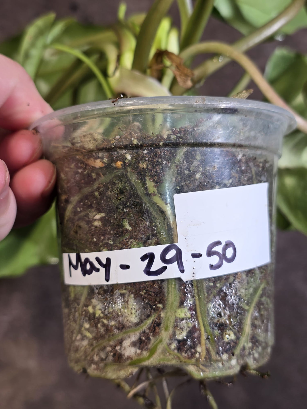 Reverted Burle Marx Philodendron - EXACT Plant - US Seller - (May-29-50)
