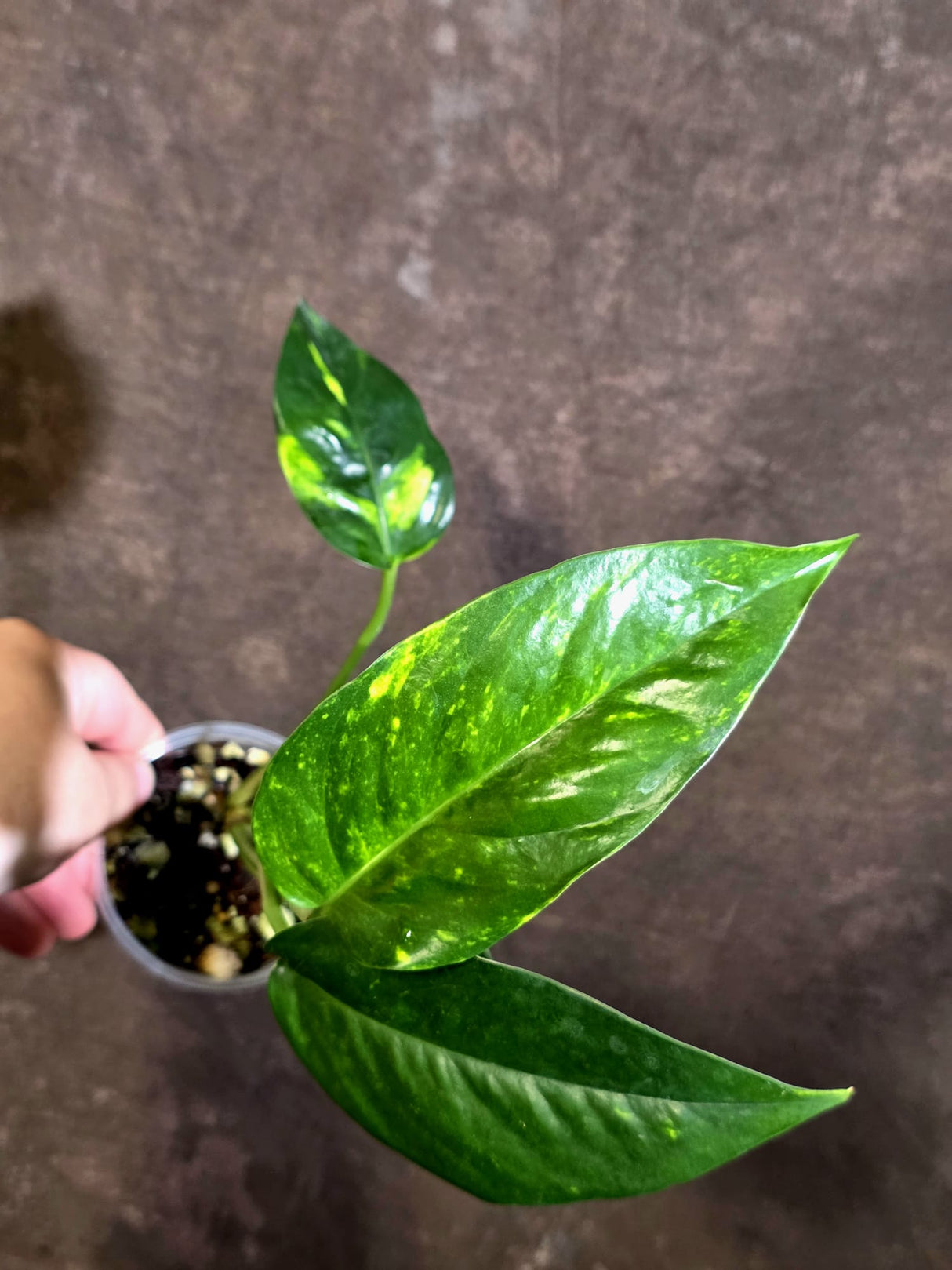 Variegated Golden Flame Epipremnum Pinnatum Plant - EXACT Plant - (May-29-53)