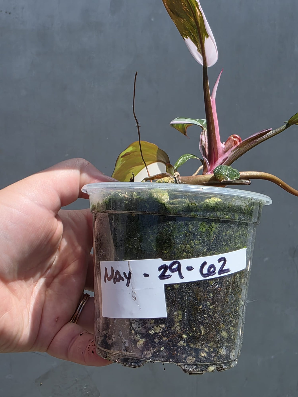Variegated Philodendron Red Anderson - Exact Same Plant - (May-29-62)