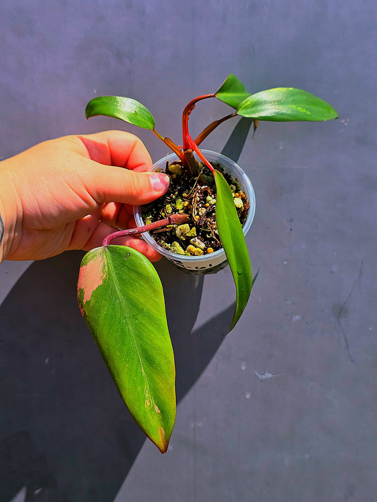 Variegated Philodendron Strawberry Shake - Live Exact Plant - (May-29-61)