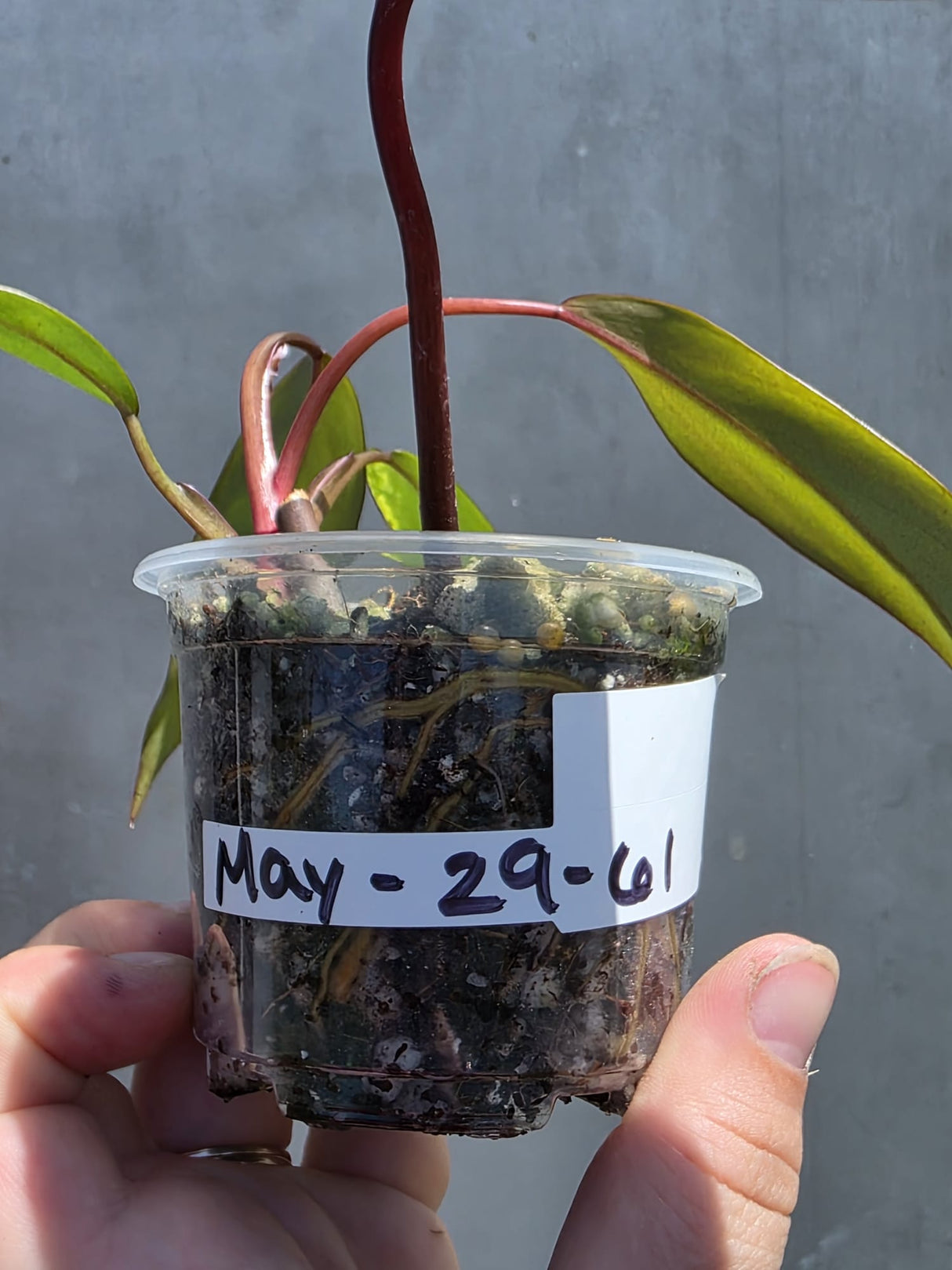 Variegated Philodendron Strawberry Shake - Live Exact Plant - (May-29-61)