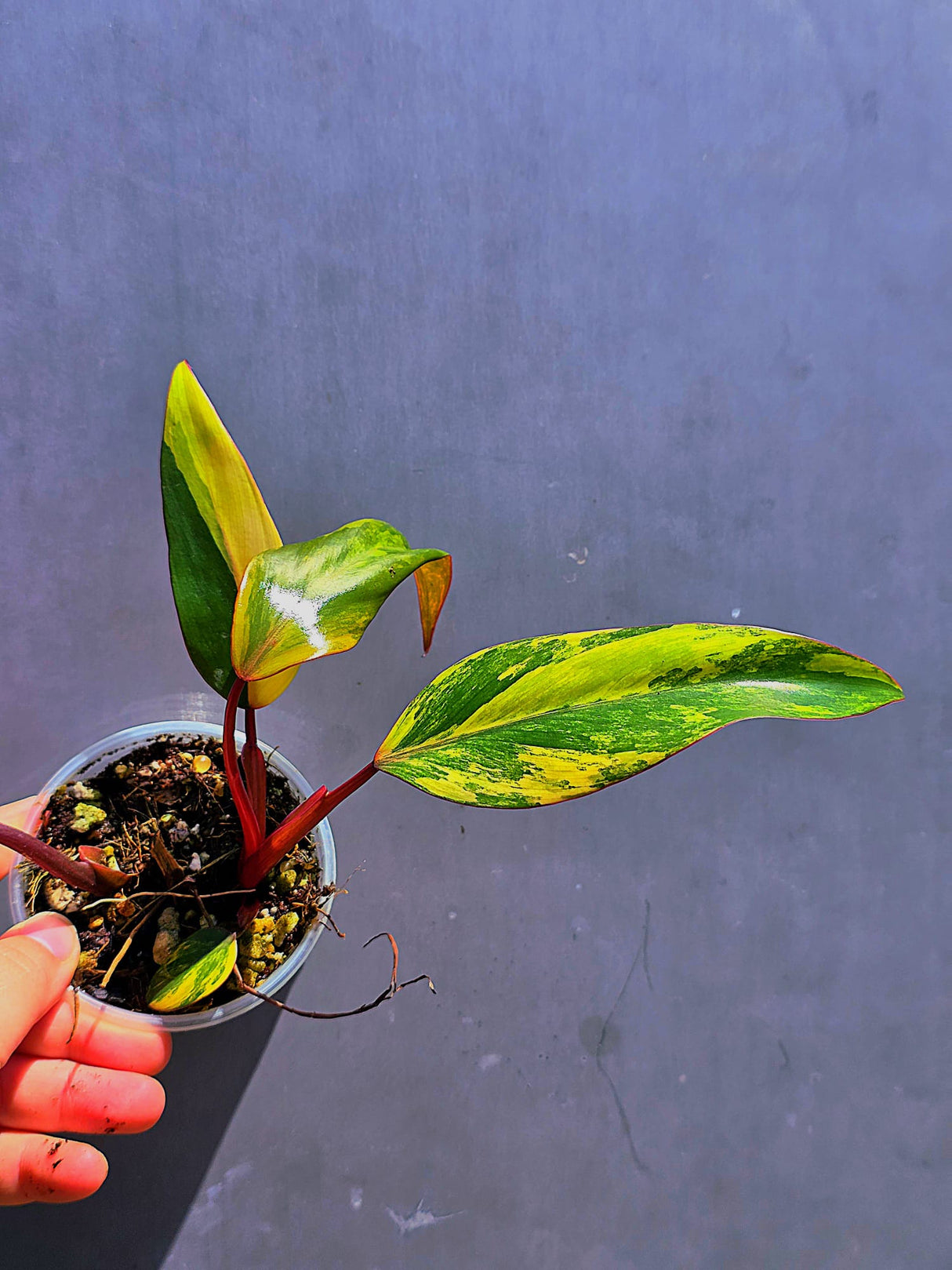 Variegated Philodendron Strawberry Shake - Live Exact Plant - (May-29-63)