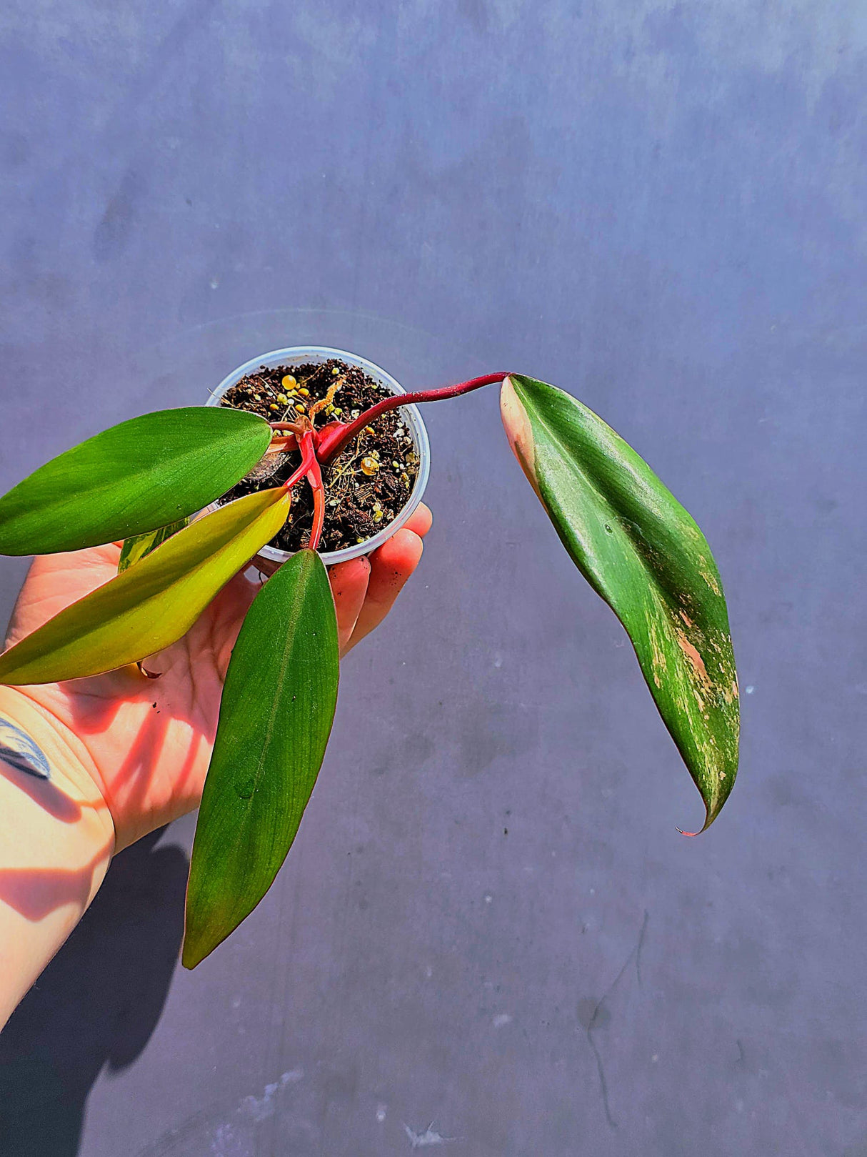 Variegated Philodendron Strawberry Shake - Live Exact Plant - (May-29-64)