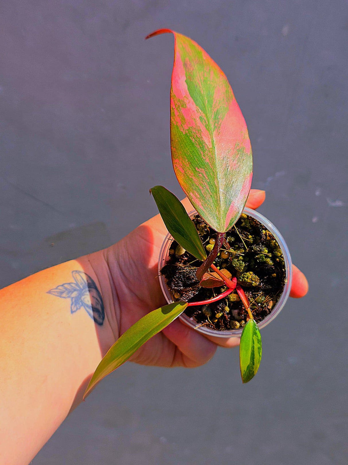 Variegated Philodendron Strawberry Shake - Live Exact Plant - (May-29-67)