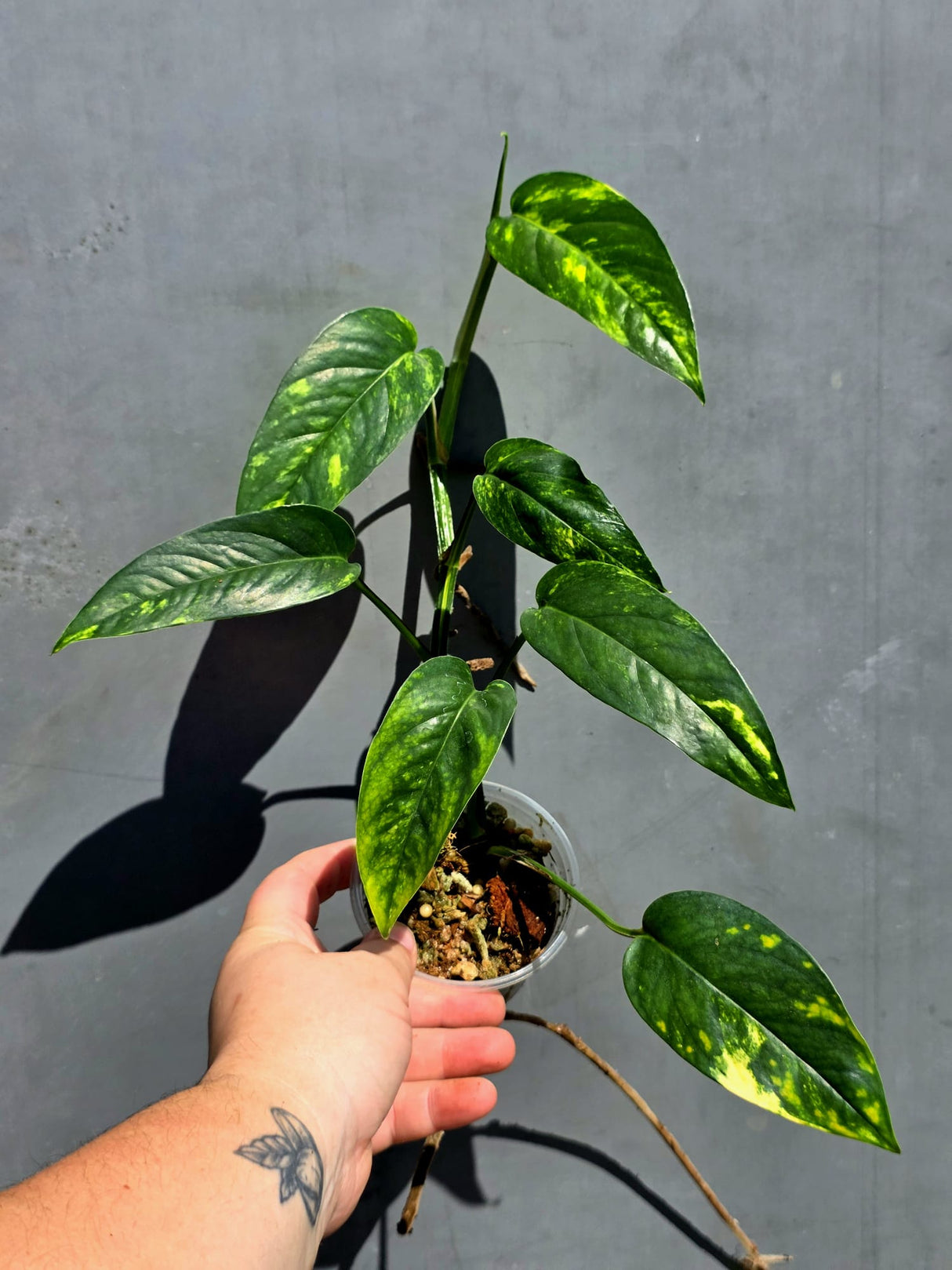 Rare Variegated Golden Flame Epipremnum Pinnatum – Exact Plant – (May-29-105)