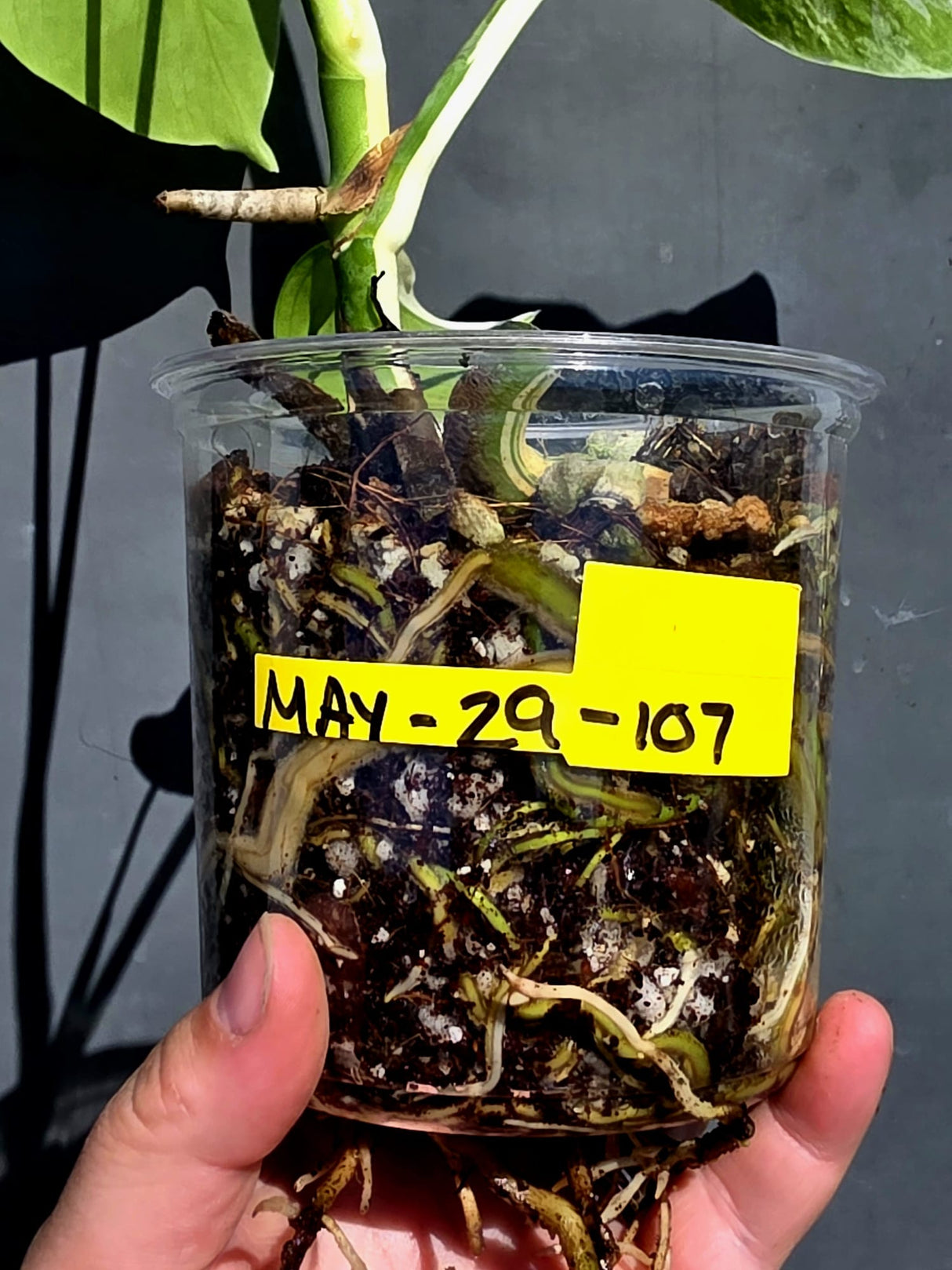 Variegated Monstera Albo Borsigiana – Baby Leaf – Exact Plant (May-29-107)
