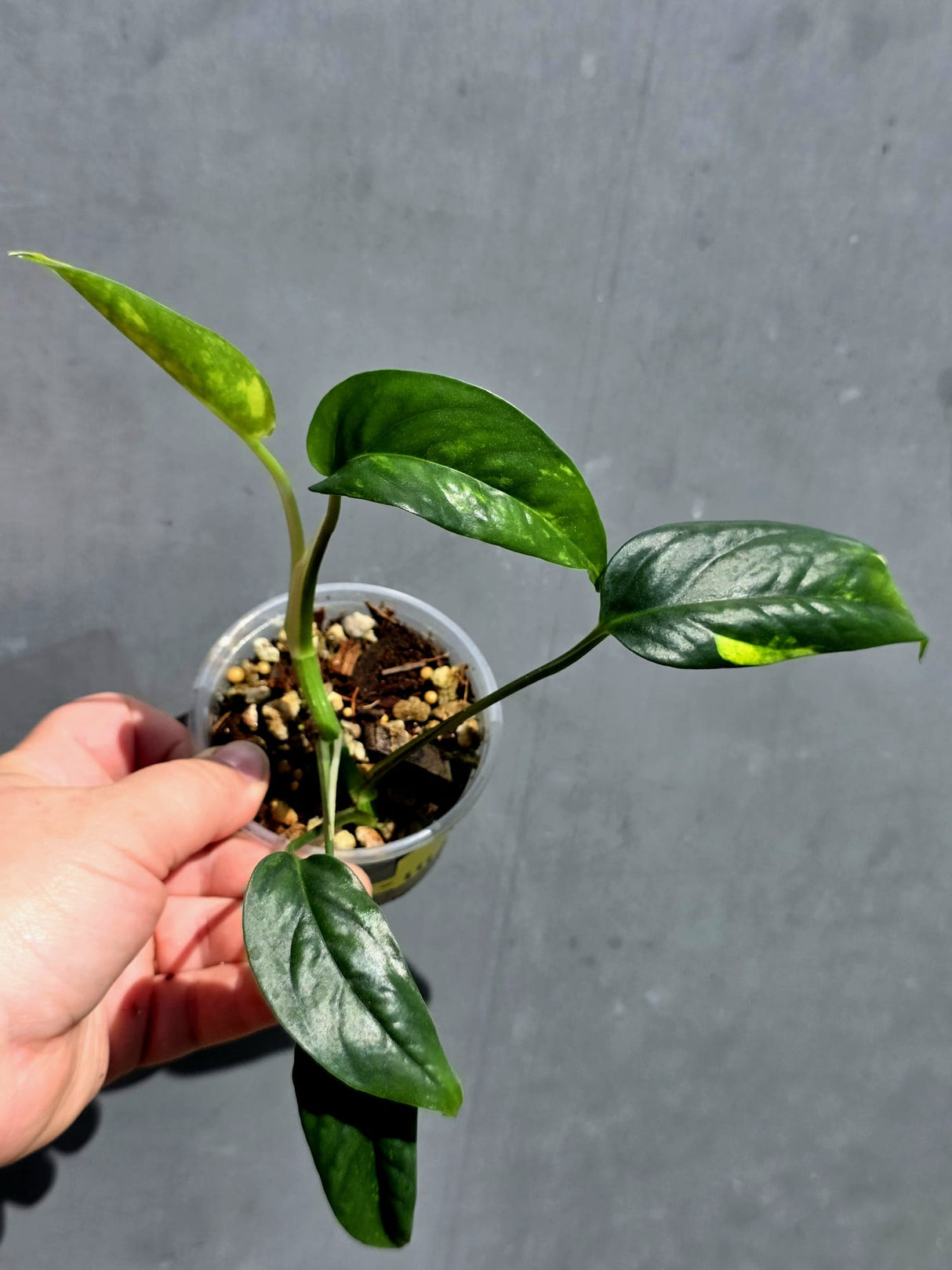 Rare Variegated Golden Flame Epipremnum Pinnatum – Exact Plant – (May-29-111)