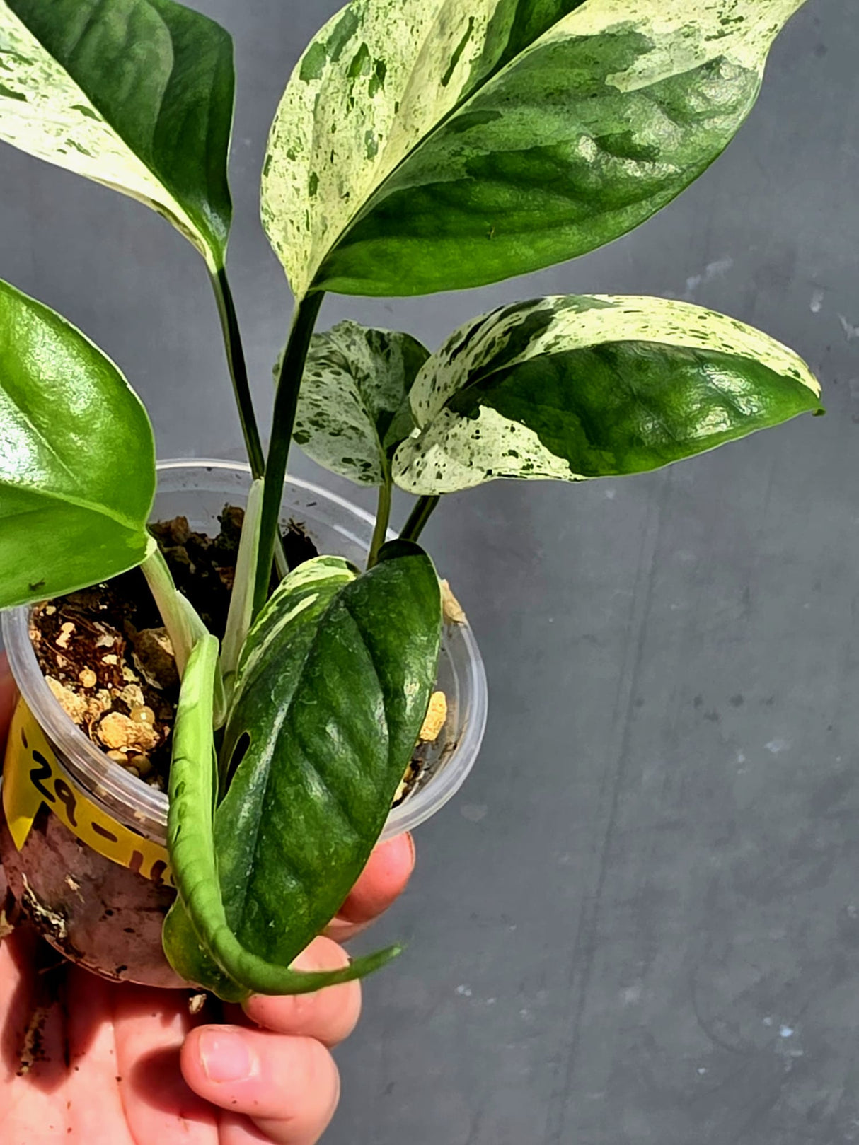 RARE Variegated Epipremnum Pinnatum Albo - Exact SAME Plant - US Seller (May-29-110)