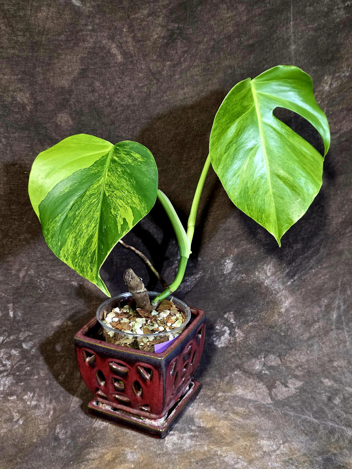 Variegated Monstera Green on Green Plant - Rare Monstera Variegata - (June-01-04)