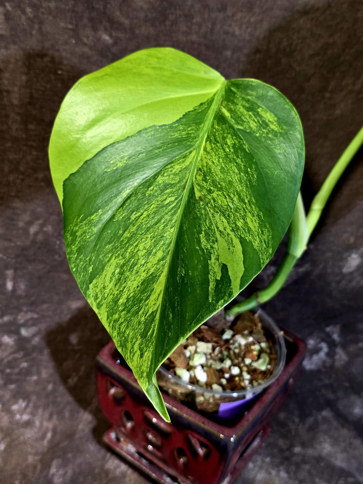 Variegated Monstera Green on Green Plant - Rare Monstera Variegata - (June-01-04)