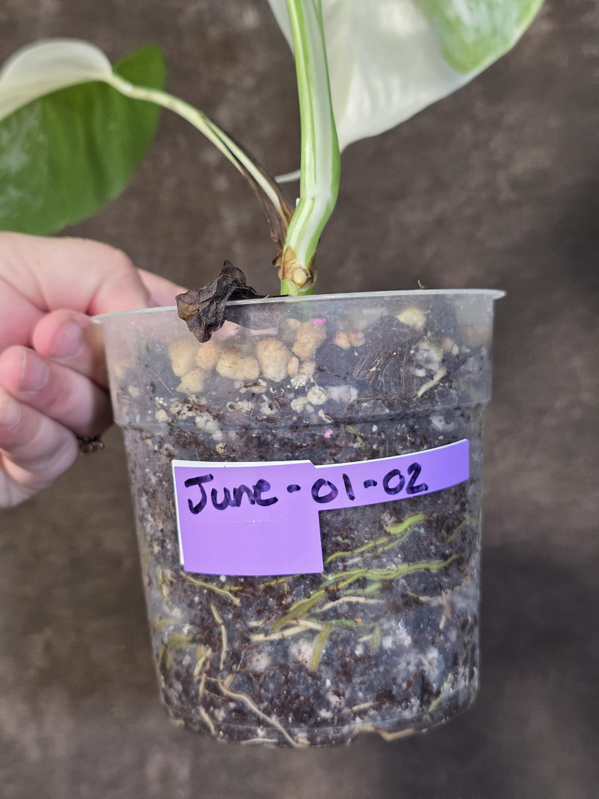 Variegated Monstera Albo - White Monstera Borsigiana Baby Leaf - (June-01-02)