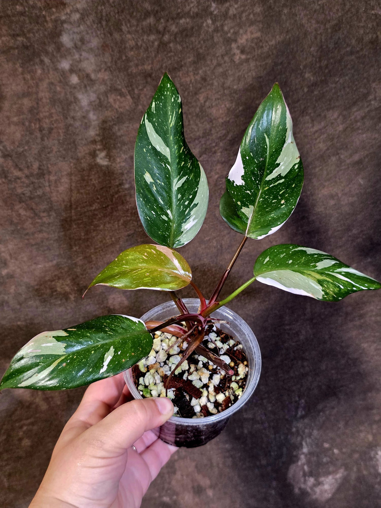 Variegated Philodendron Red Anderson - Exact Same Plant - (June-01-10)