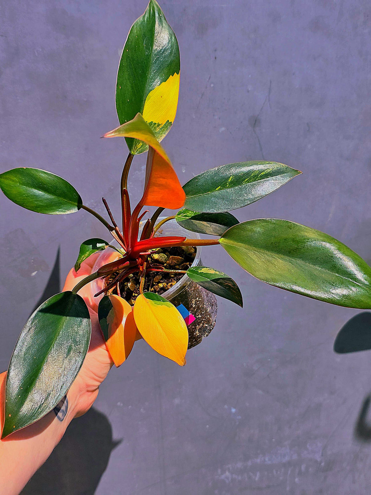 Philodendron Yellow Congo Variegated - EXACT Plant - US Seller (June-01-12)
