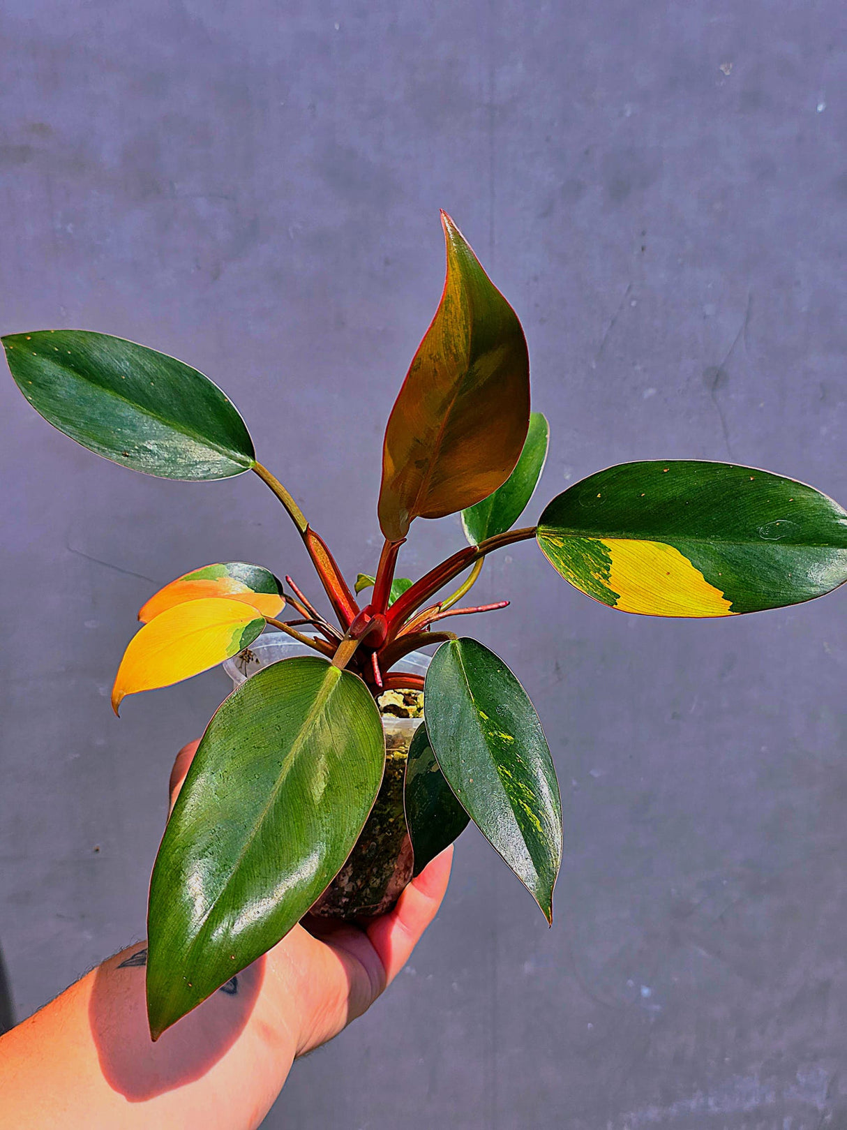 Philodendron Yellow Congo Variegated - EXACT Plant - US Seller (June-01-12)