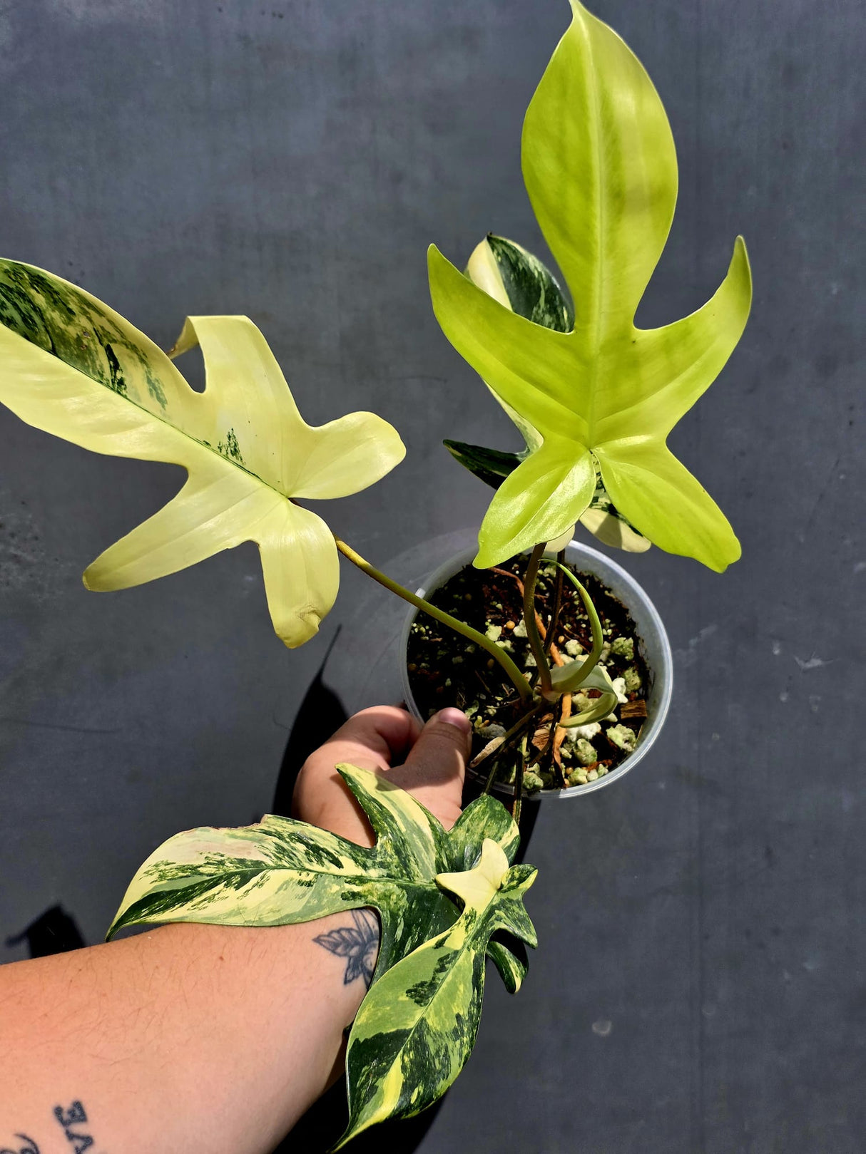 Variegated Philodendron Florida Beauty - Exact Plant - (June-01-14)