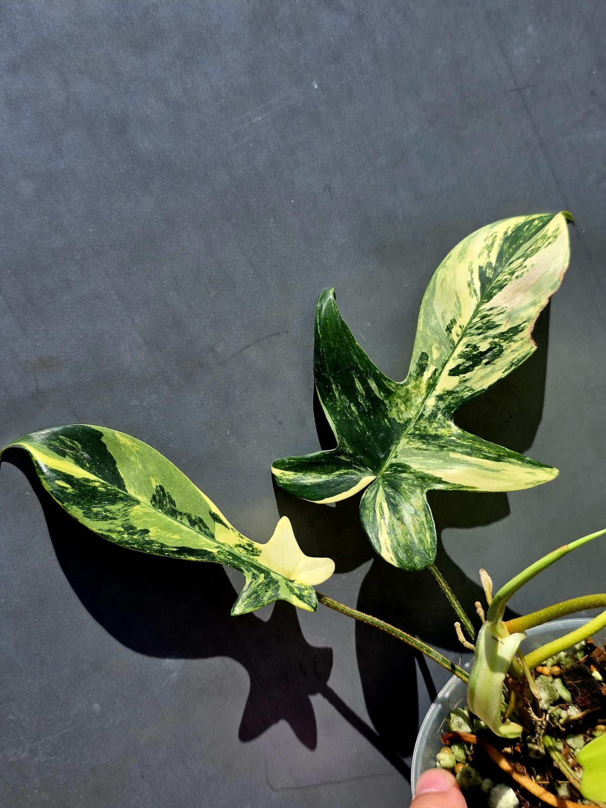Variegated Philodendron Florida Beauty - Exact Plant - (June-01-14)