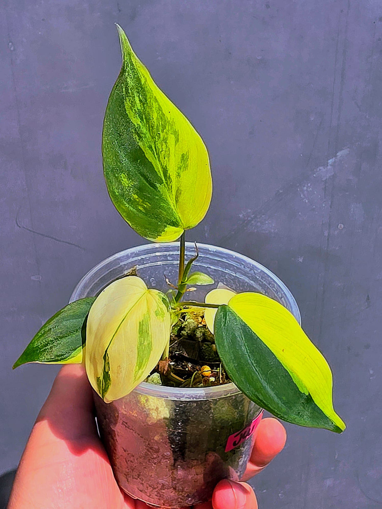 Variegated Philodendron Mican Aurea - Exact Plant - US Seller (June-01-21)