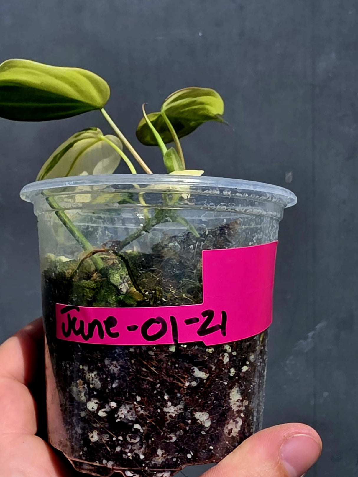 Variegated Philodendron Mican Aurea - Exact Plant - US Seller (June-01-21)