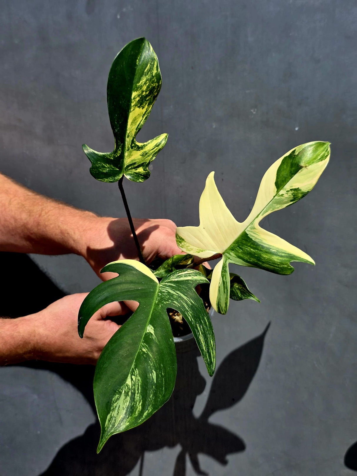 Variegated Philodendron Florida Beauty - Exact Plant - US Seller (June-01-16)