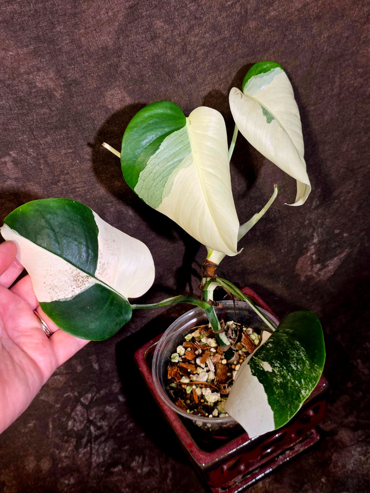 Variegated Monstera Albo - White Monstera Borsigiana Exact Plant - (June-01-34)