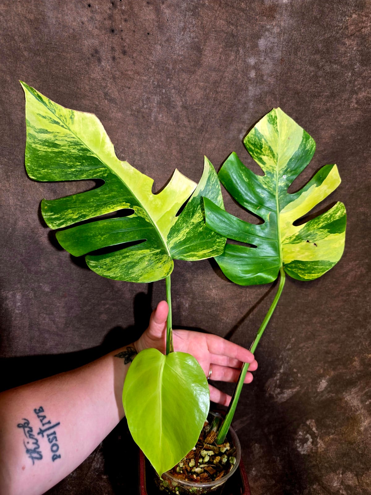 Monstera Aurea Variegated Plant - Exact Plant - US Seller (June-01-35)
