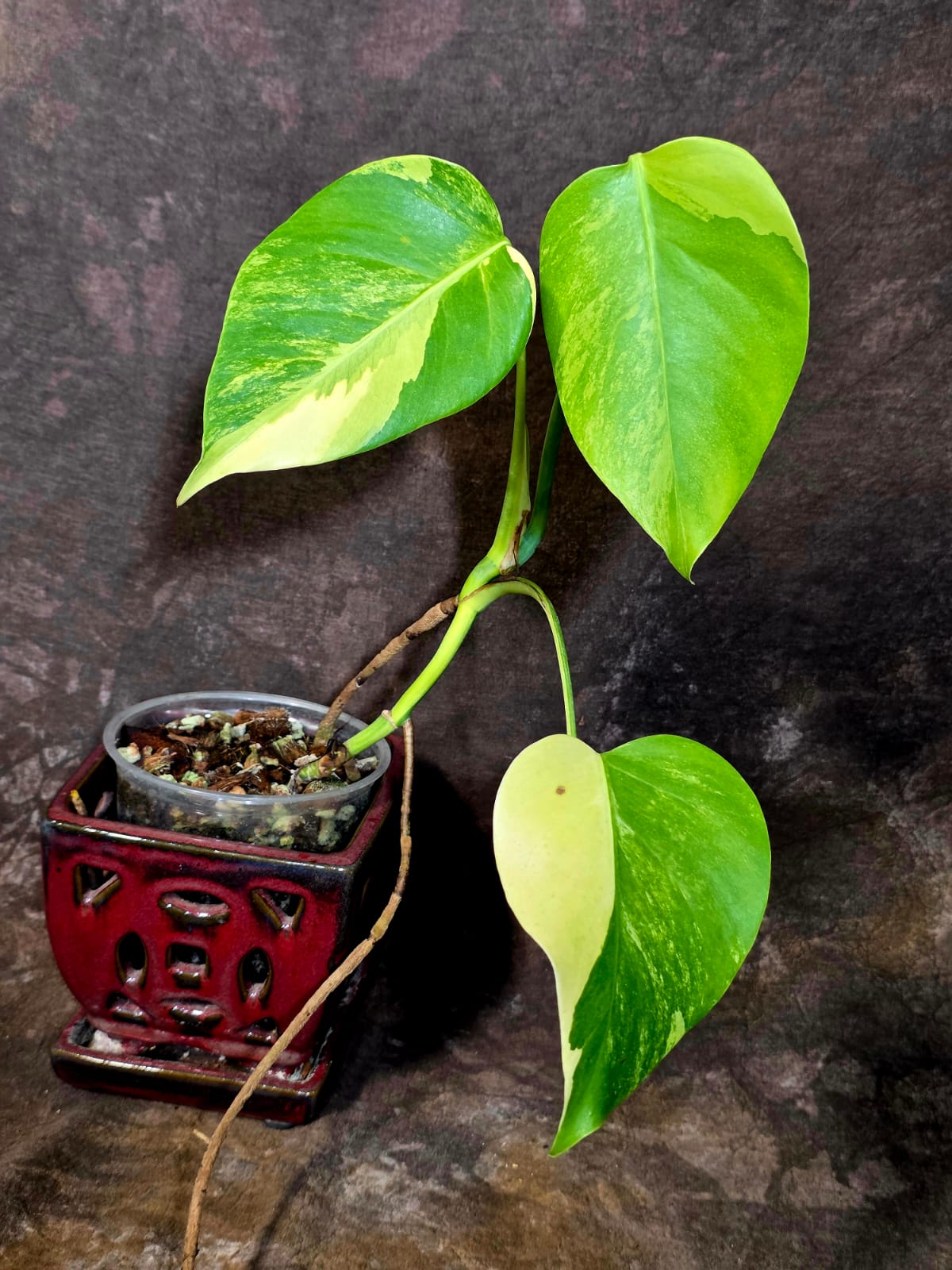 Monstera Aurea Variegated Plant - Exact Plant - US Seller (June-01-36)