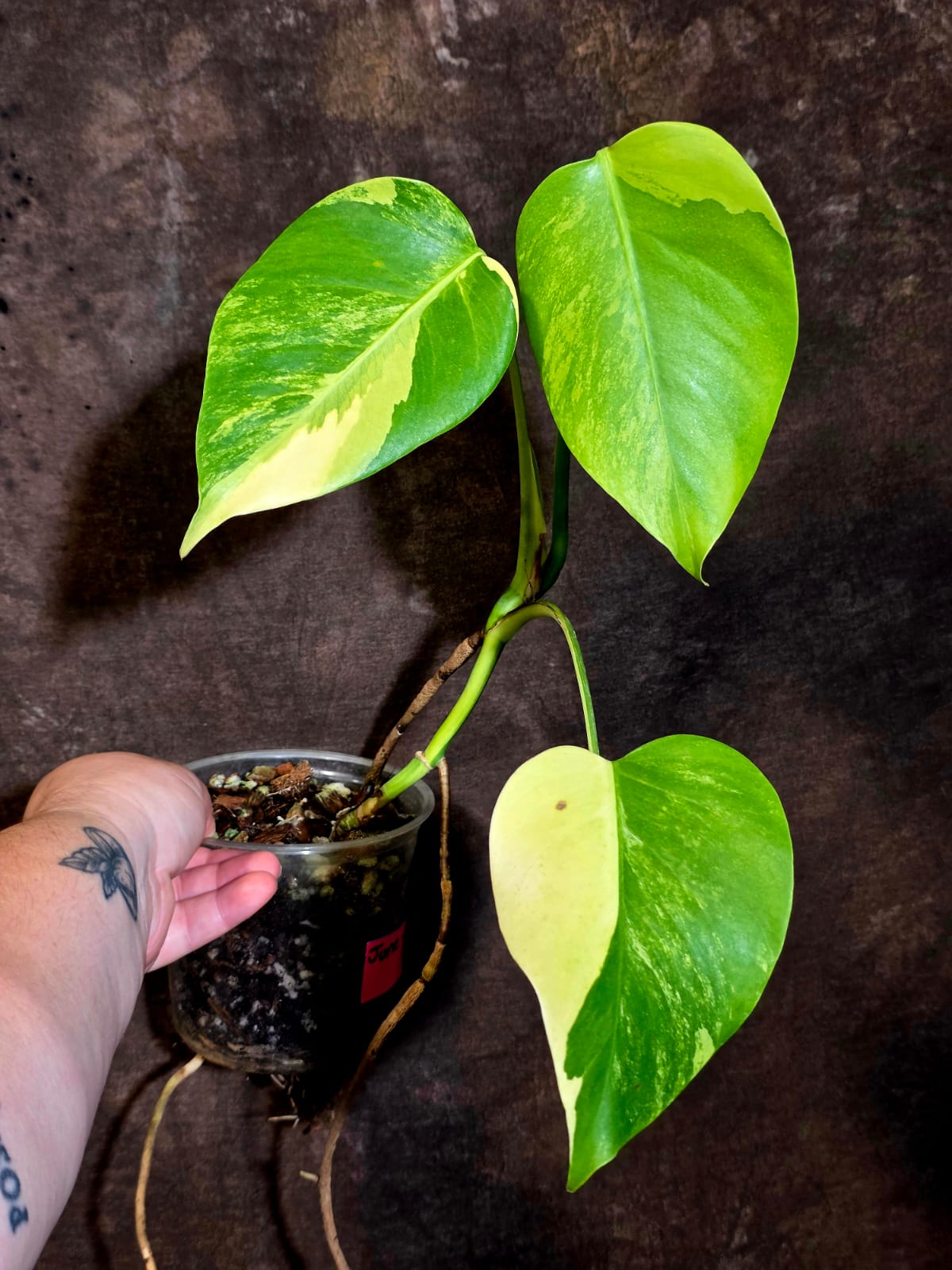 Monstera Aurea Variegated Plant - Exact Plant - US Seller (June-01-36)
