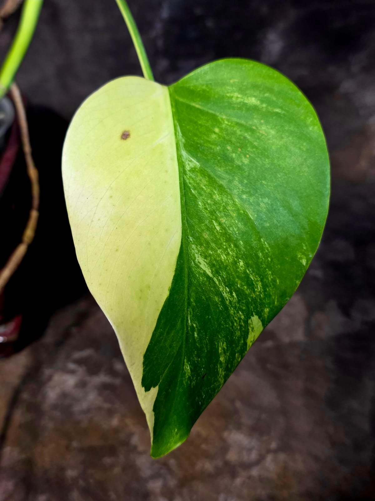 Monstera Aurea Variegated Plant - Exact Plant - US Seller (June-01-36)