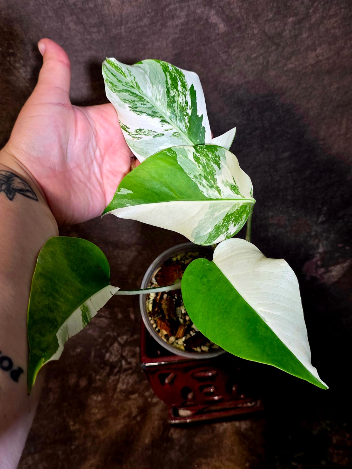 Variegated Monstera Albo - White Monstera Borsigiana Half-moon Plant - (June-01-37)