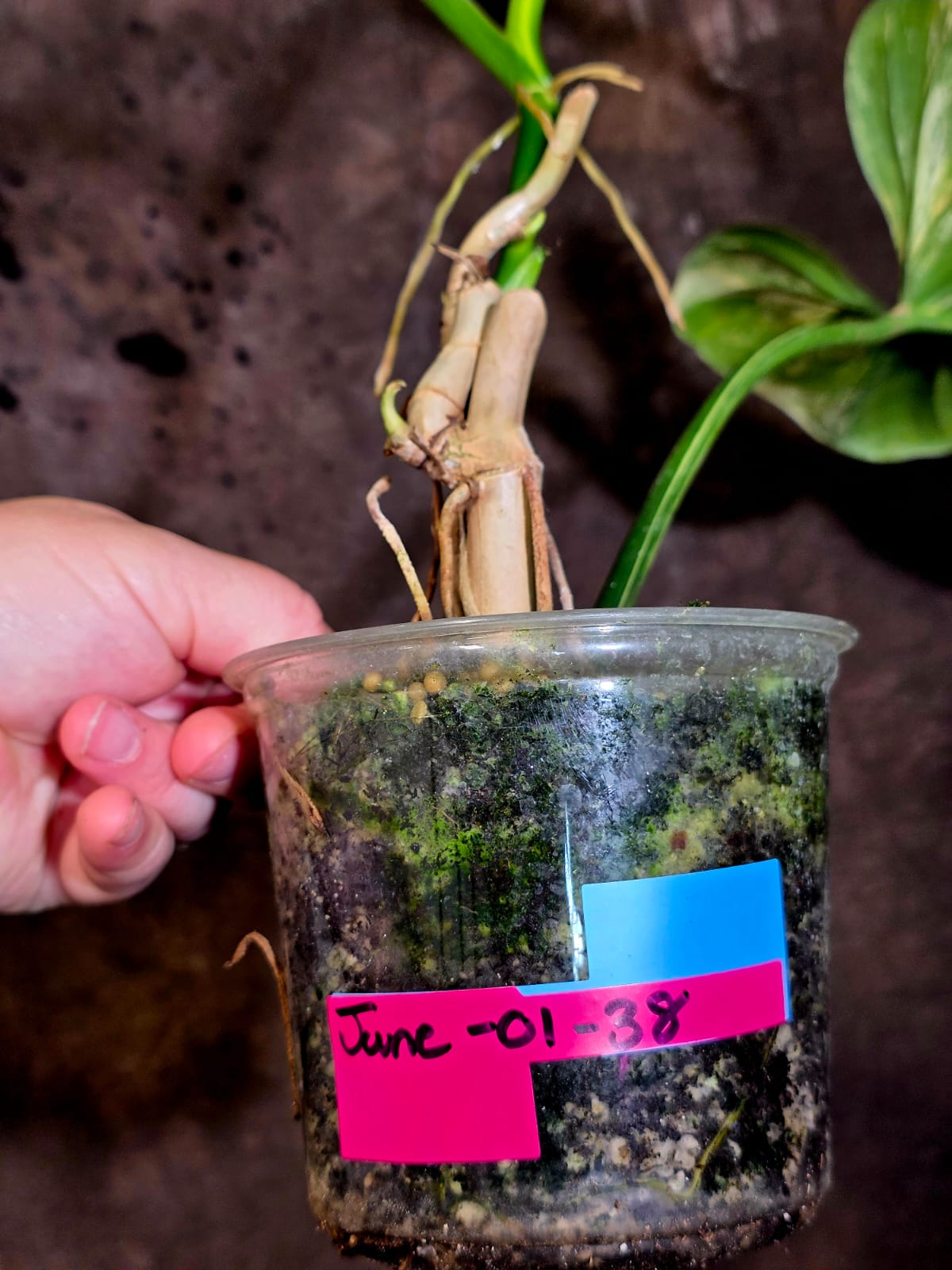 VReverted Philodendron Bipennifolium - Exact Plant - (June-01-38)