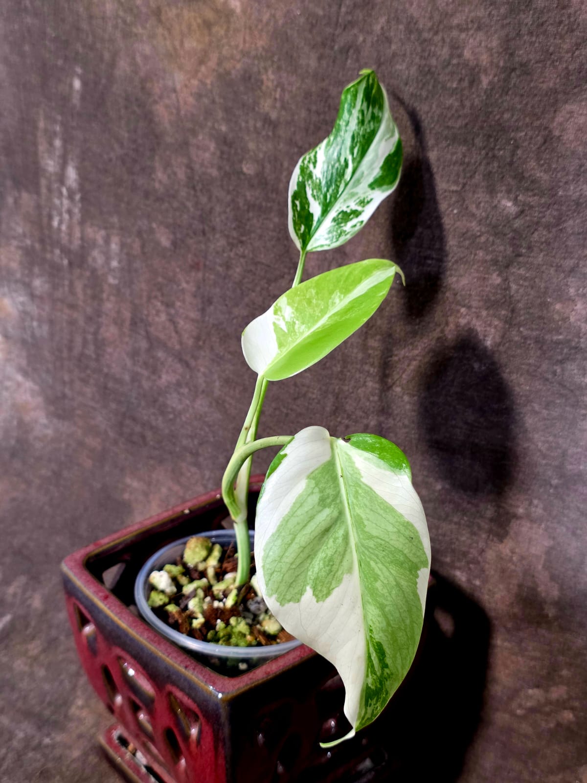 Variegated Monstera Albo - White Monstera Borsigiana Exact Plant - (June-01-39)