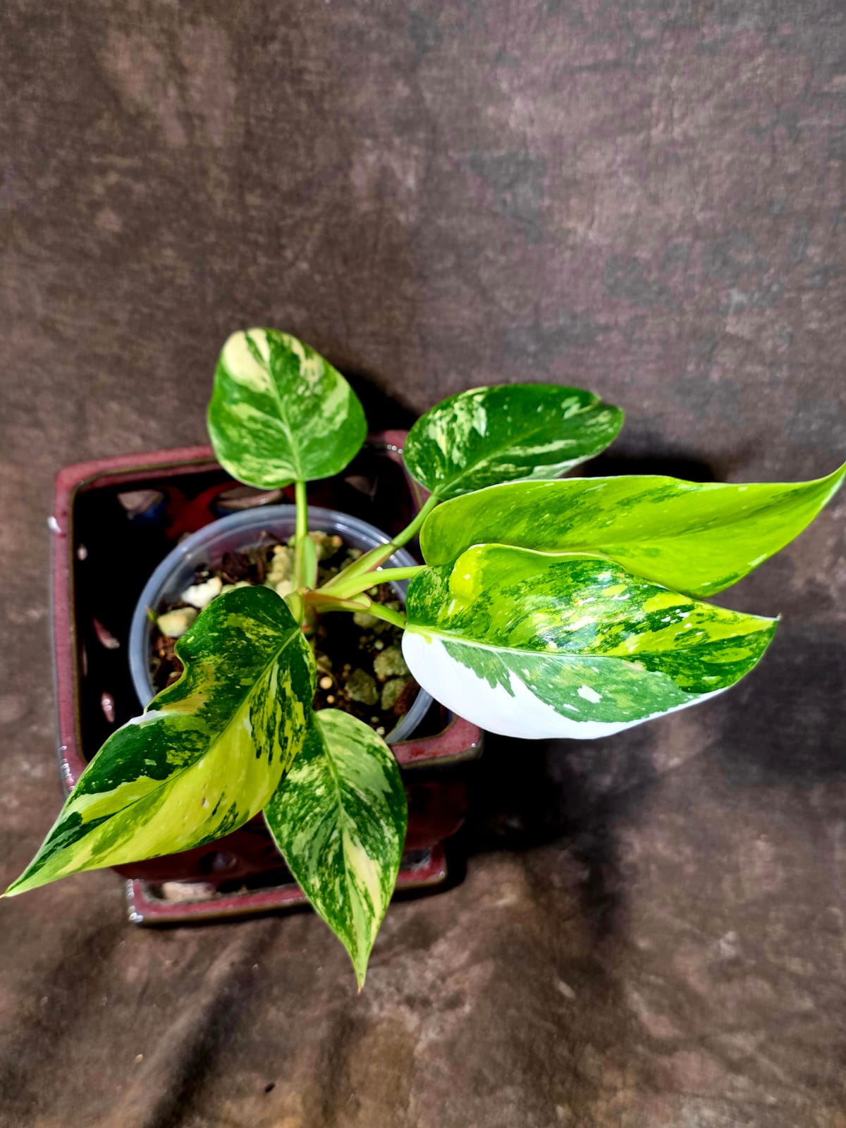 Variegated Philodendron White Princess Tricolor - Exact Plant - (June-01-40)