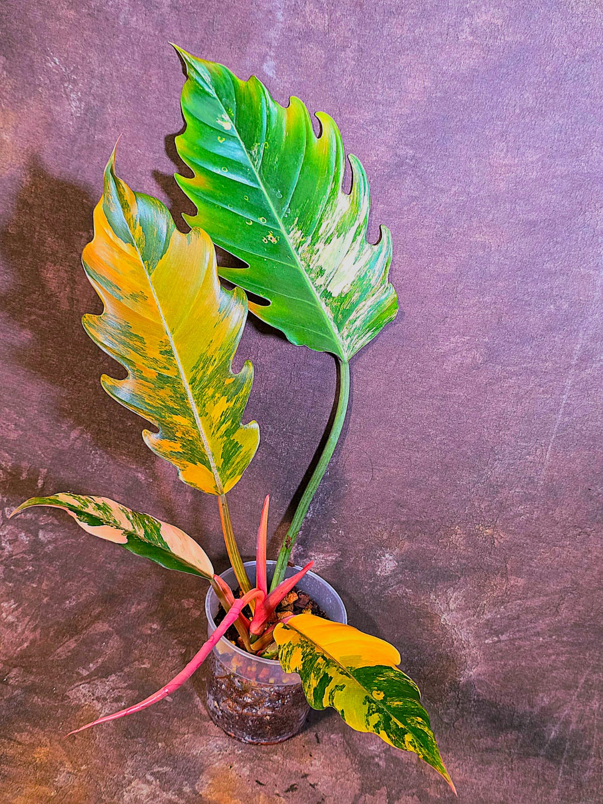 Super Rare Variegated Philodendron Caramel Marble EXACT Plant - US Seller (June-4-11)
