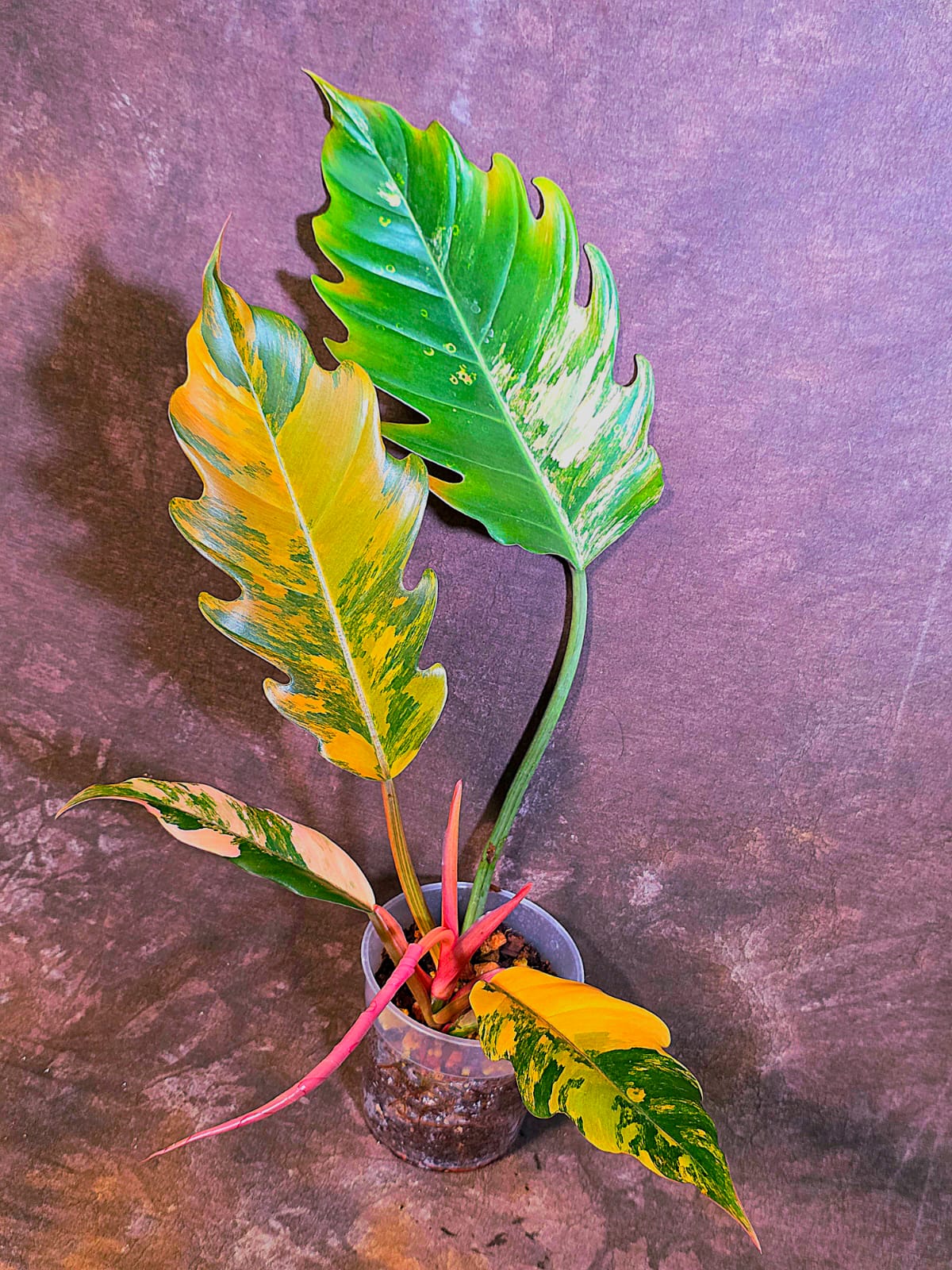 Super Rare Variegated Philodendron Caramel Marble EXACT Plant - US Seller (June-4-11)