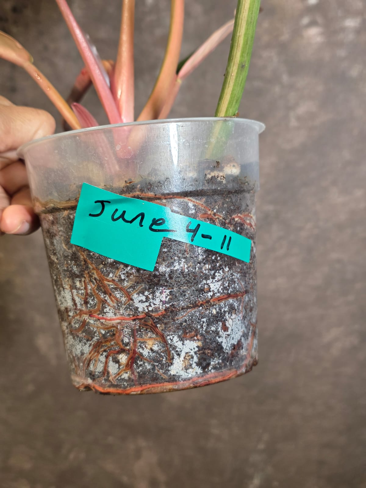 Super Rare Variegated Philodendron Caramel Marble EXACT Plant - US Seller (June-4-11)
