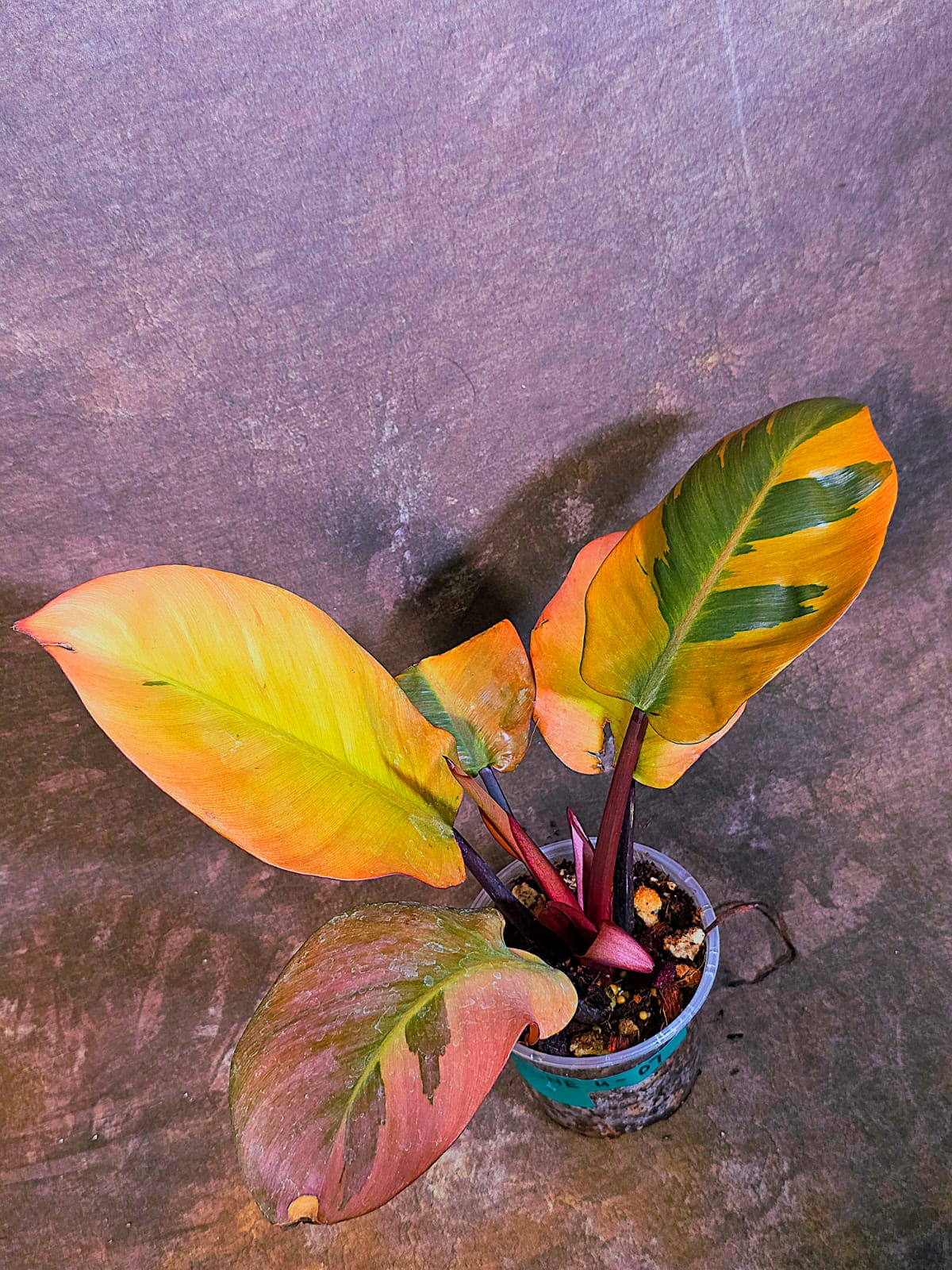 Variegated Black Cardinal Philodendron - Very Hard to come by - US Seller (June-4-07)