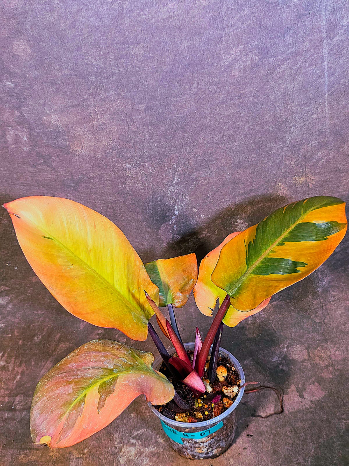 Variegated Black Cardinal Philodendron - Very Hard to come by - US Seller (June-4-07)