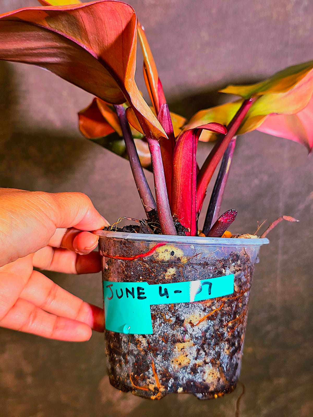 Variegated Black Cardinal Philodendron - Very Hard to come by - US Seller (June-4-07)
