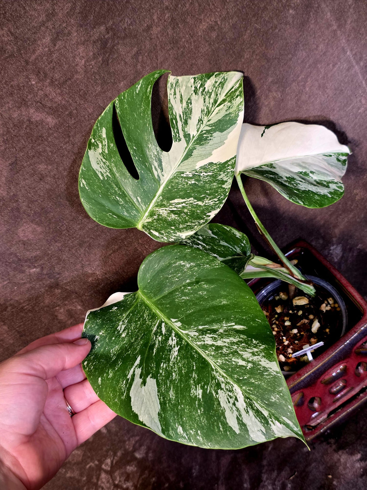 Variegated Monstera Albo - Rare White Monstera Borsigiana (6-5-43)