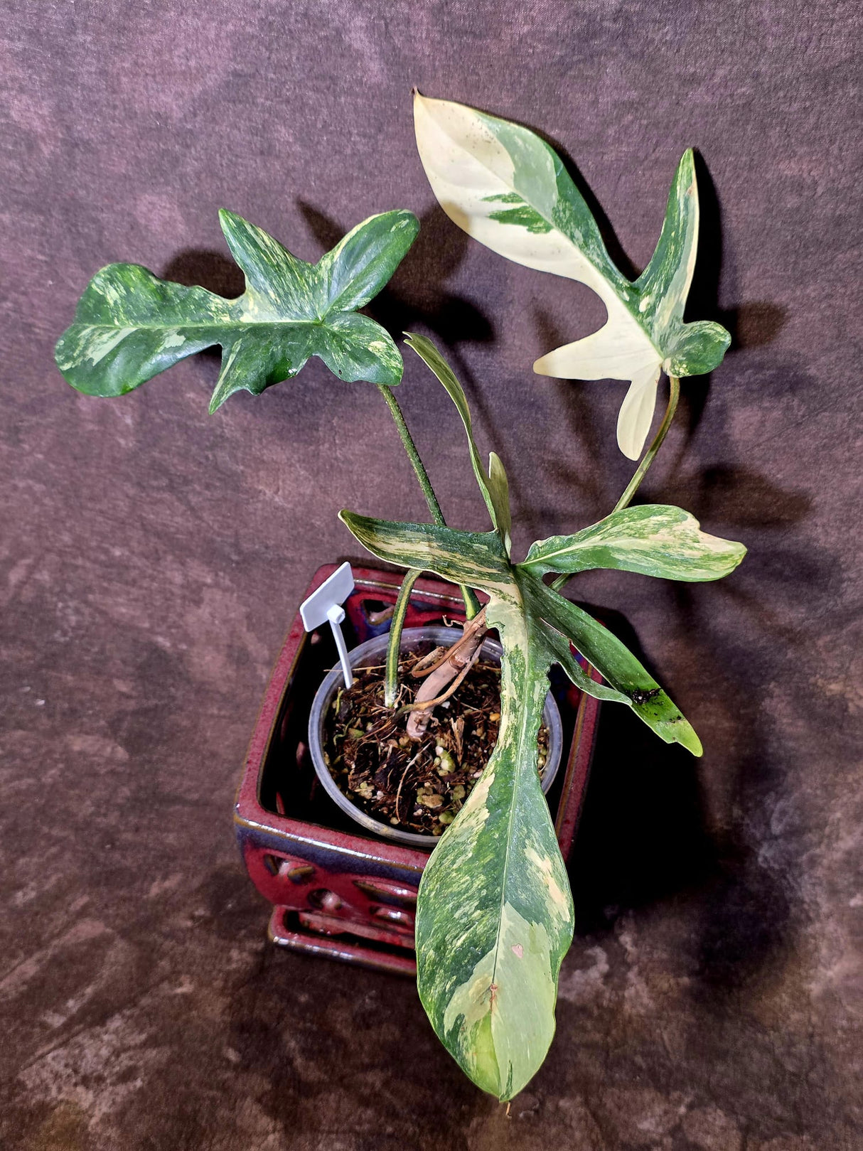 Variegated Philodendron Florida Beauty - Exact Plant - (6-5-45)