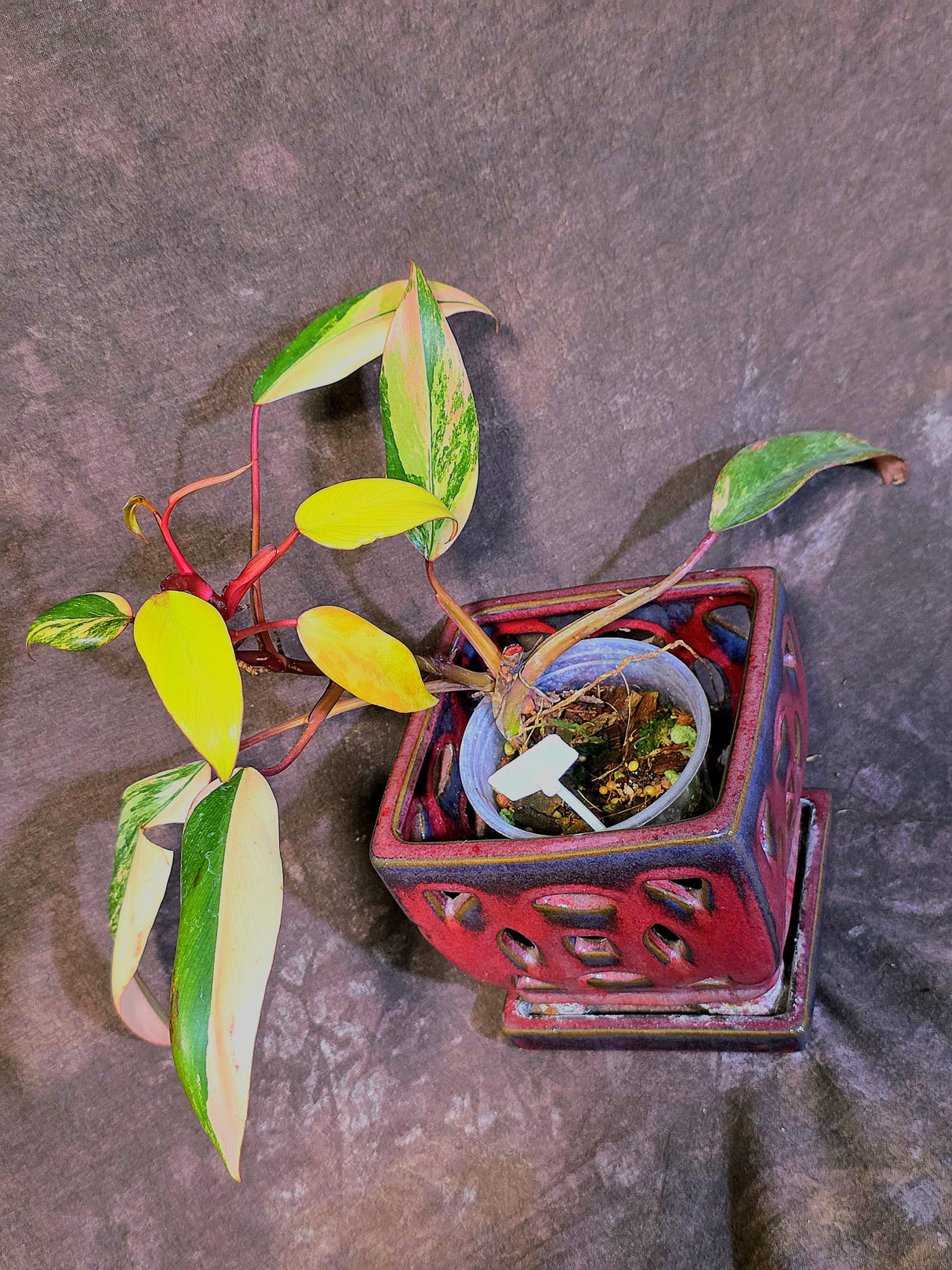 Variegated Philodendron Strawberry Shake - EXACT Plant - (6-5-11)