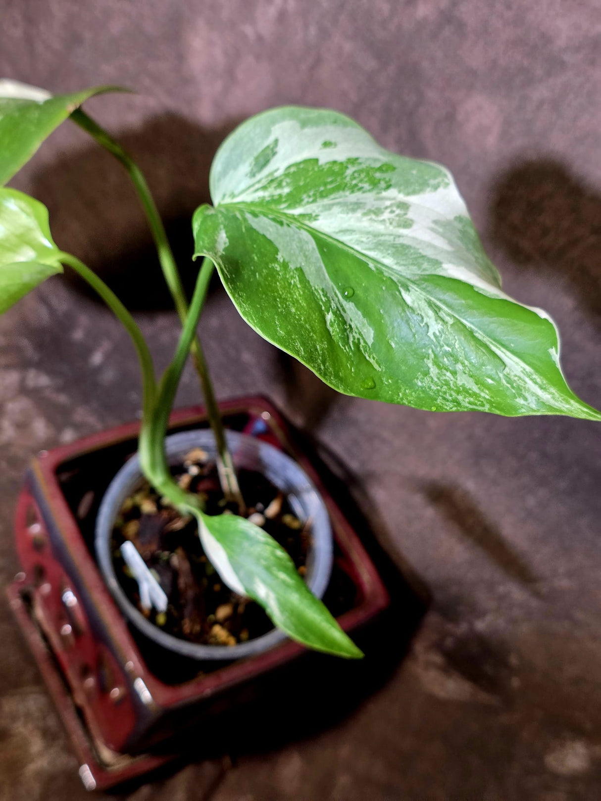 Variegated Monstera Albo - Rare White Monstera Borsigiana (6-5-15)