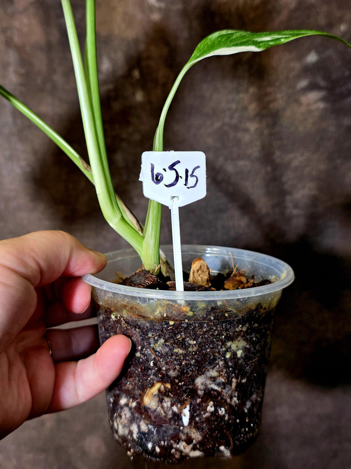 Variegated Monstera Albo - Rare White Monstera Borsigiana (6-5-15)