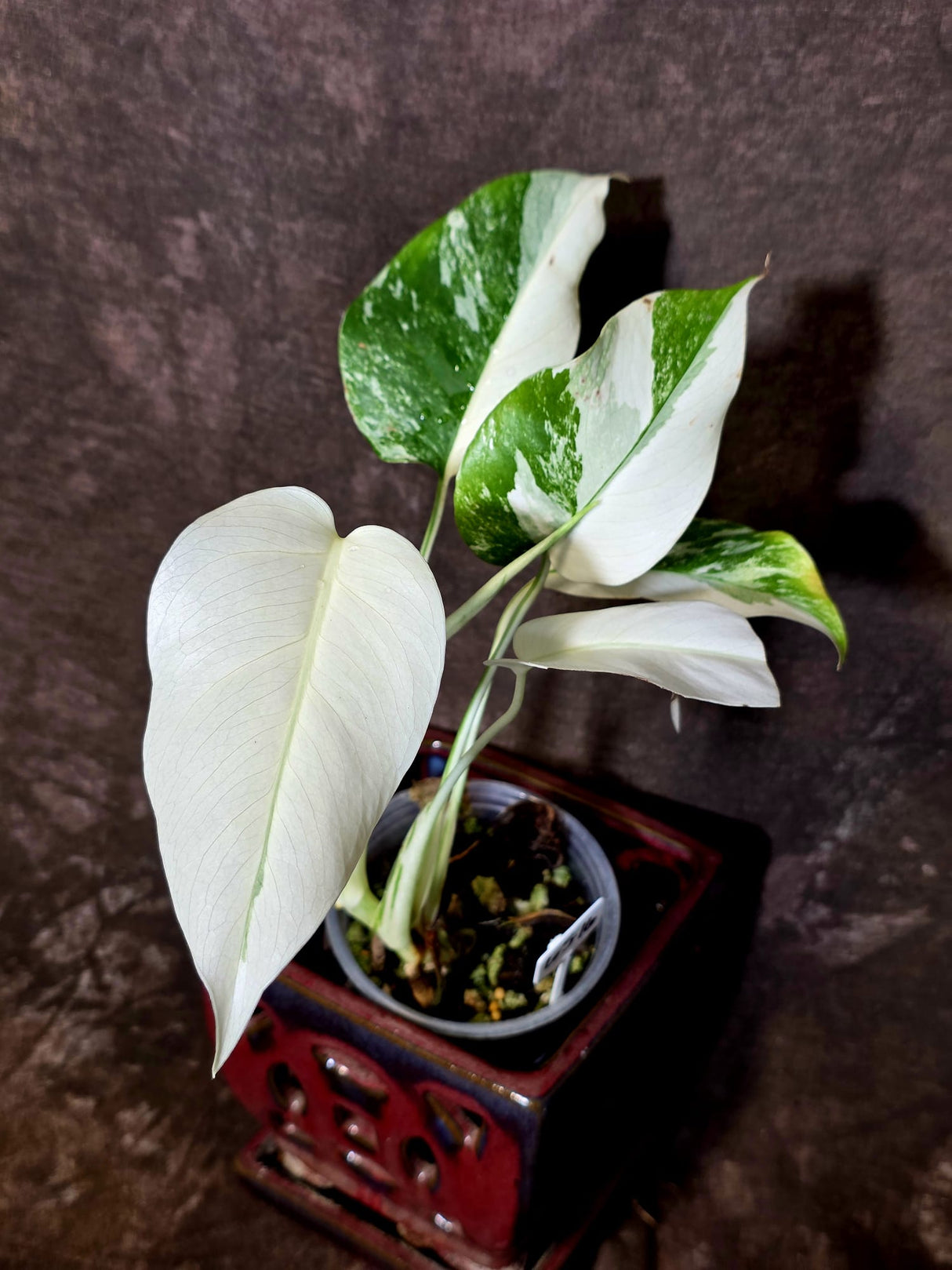Variegated Monstera Albo - Rare White Monstera Borsigiana (6-5-16)