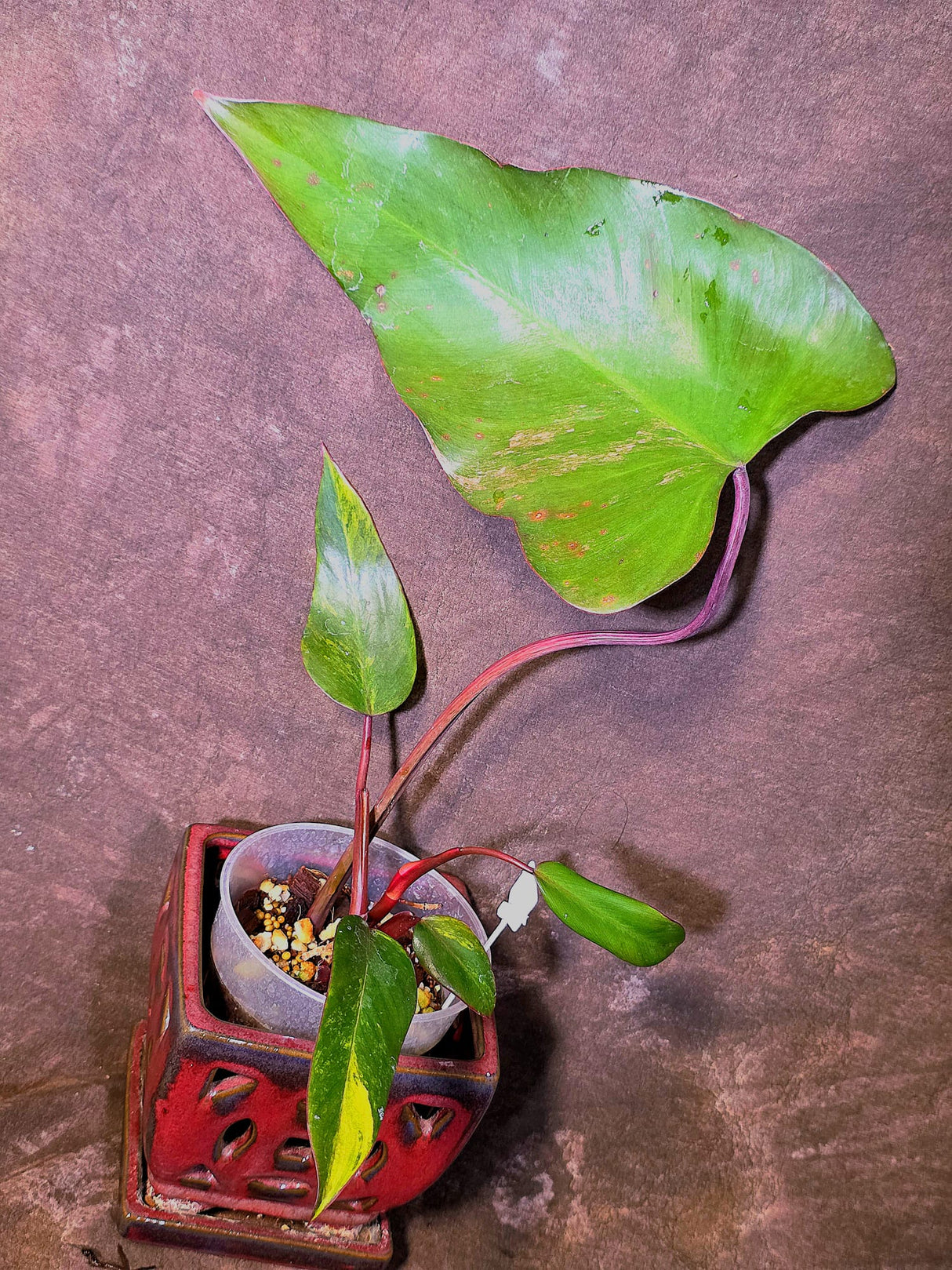 Variegated Philodendron Strawberry Shake - EXACT Plant - (6-5-17)