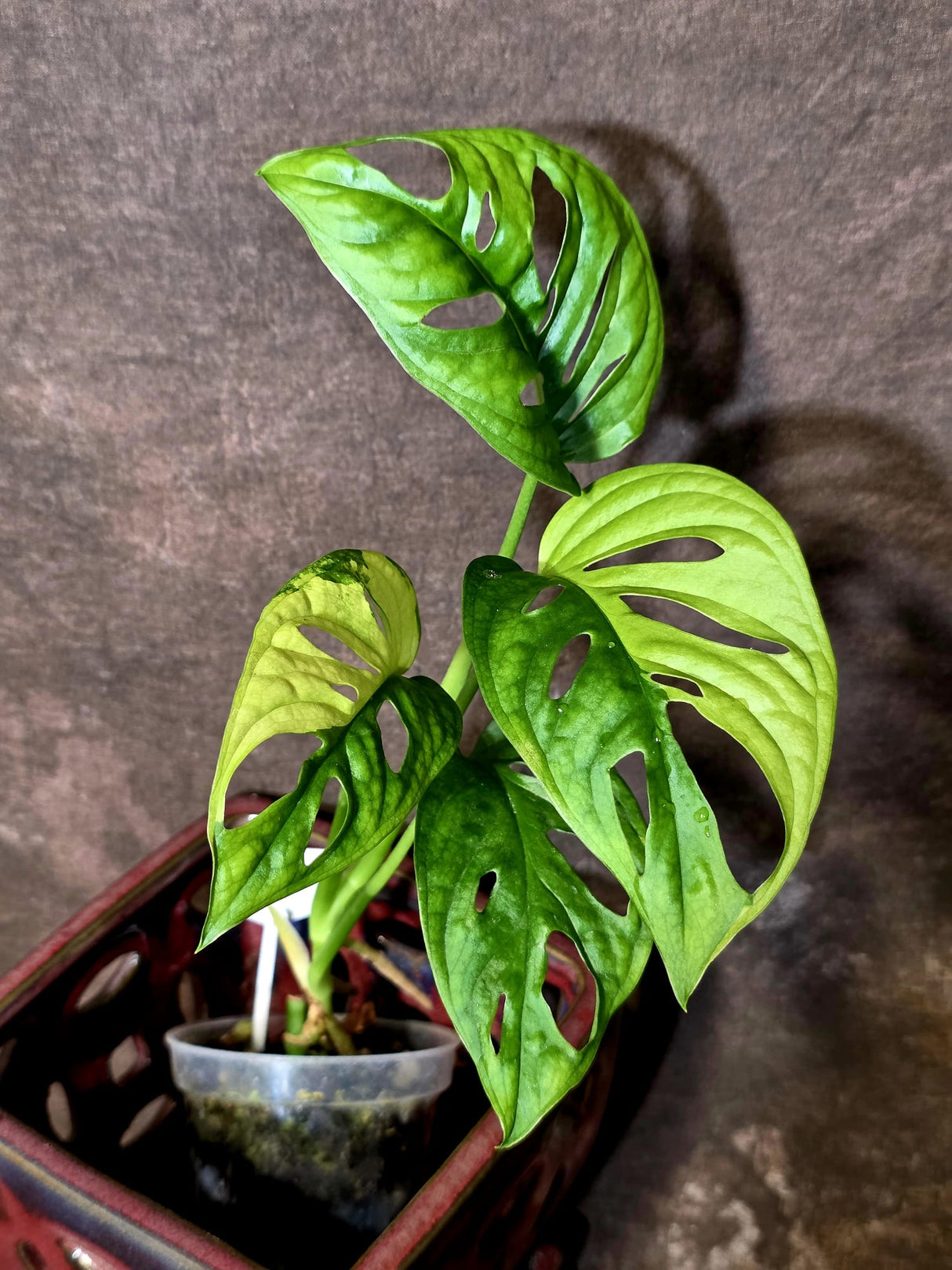 Variegated Monstera Adansonii Albo - Swiss Cheese Plant - (6-5-18)