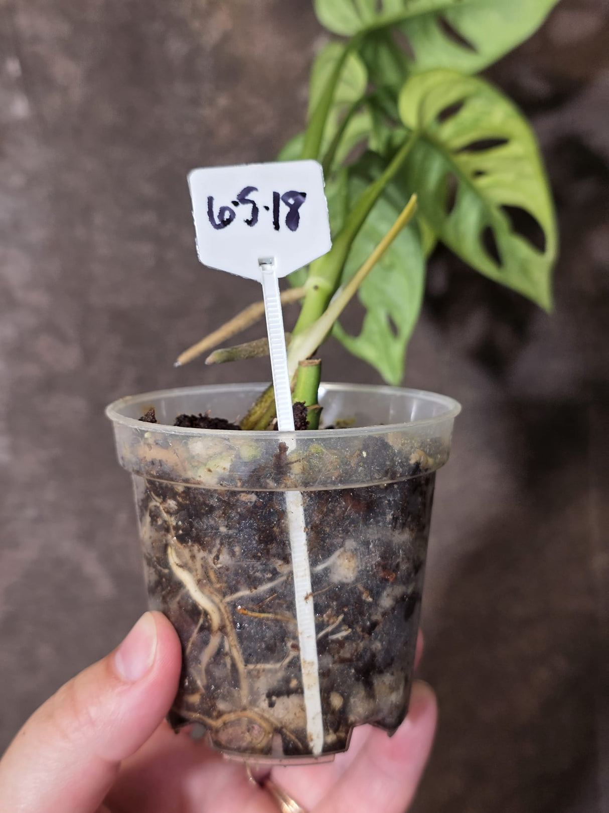 Variegated Monstera Adansonii Albo - Swiss Cheese Plant - (6-5-18)