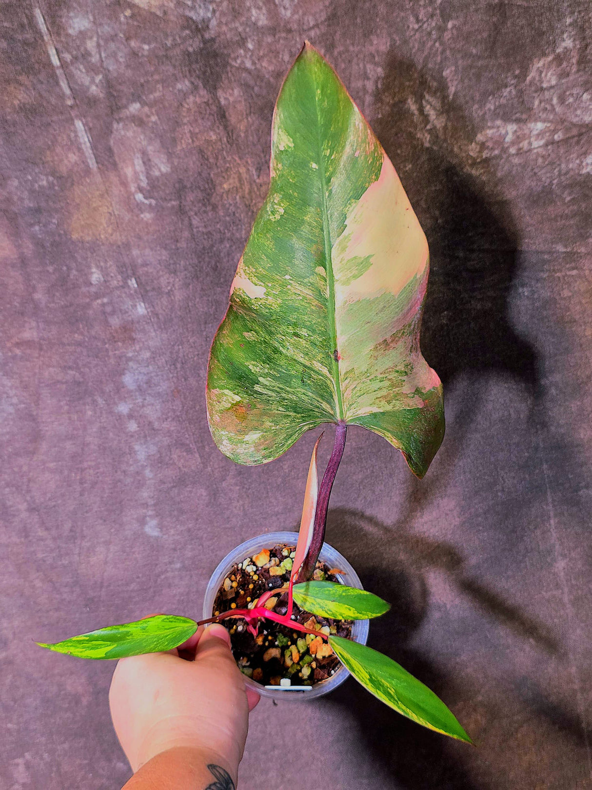 Variegated Philodendron Strawberry Shake Live Plant - EXACT Plant - (6-5-19)