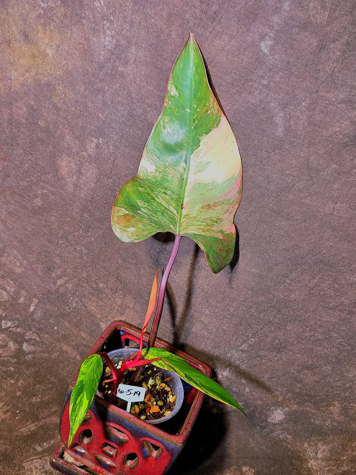 Variegated Philodendron Strawberry Shake Live Plant - EXACT Plant - (6-5-19)